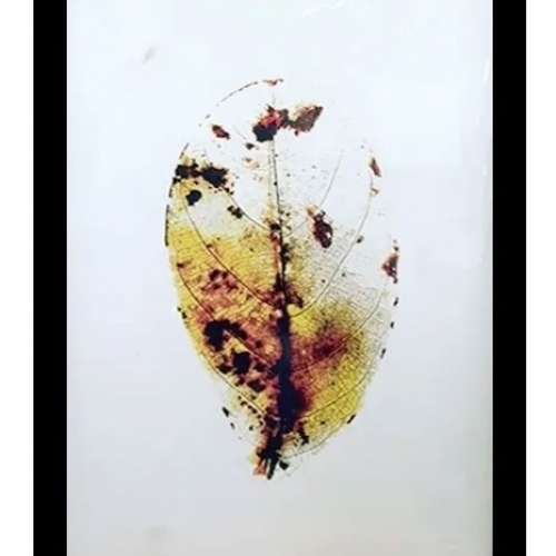 Quadro Decorativo 45x33 Cm Vidro Borda Preta Folha
